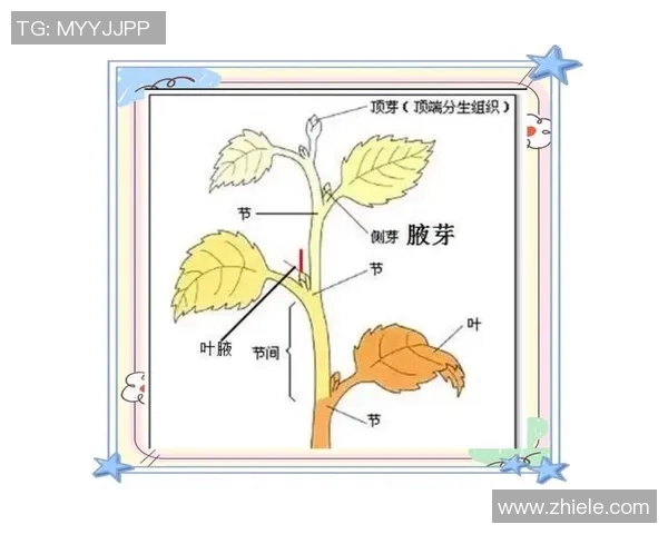 科学网球比赛经验与训练方法的全面解析与实用技巧分享